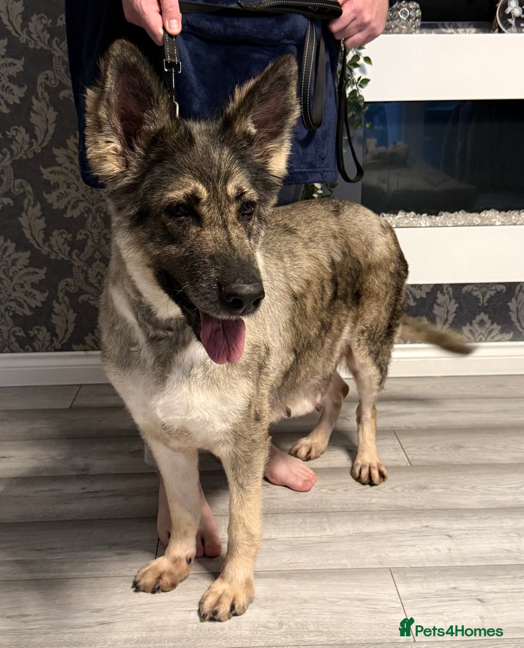 German Shepherd dogs for sale: Retirement home wanted for this lovely Gsd  - Image 4