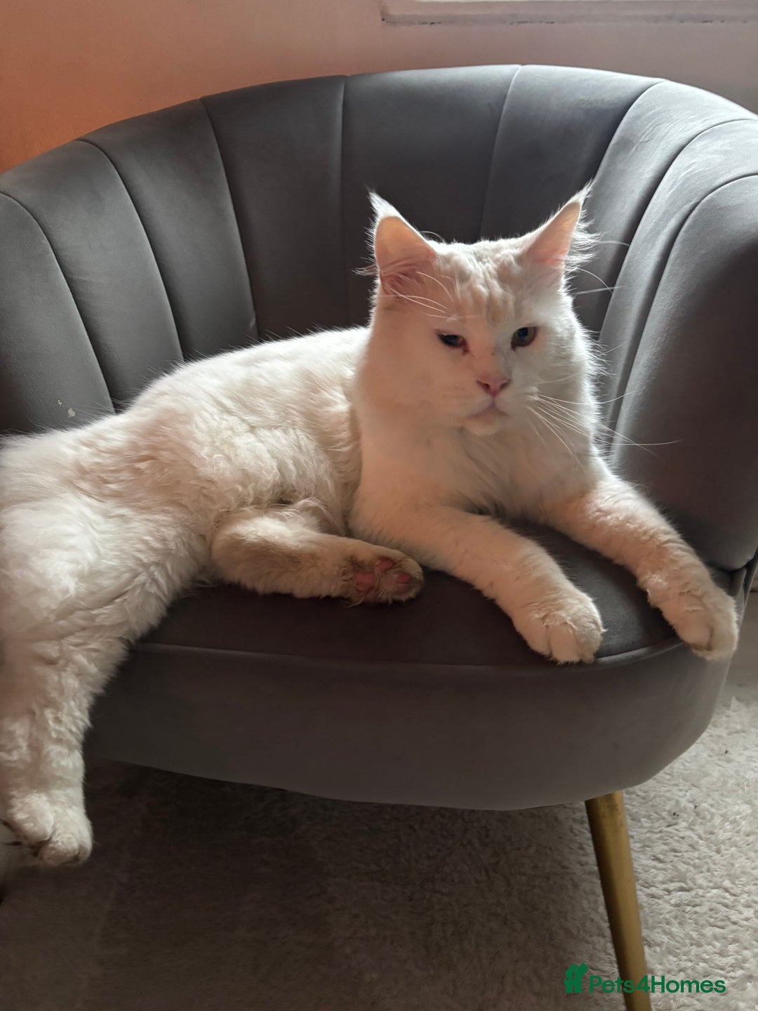 Maine Coon cats for stud: STUD Rare Maine Coon - Advert 3