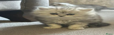 Persian Kitten 2