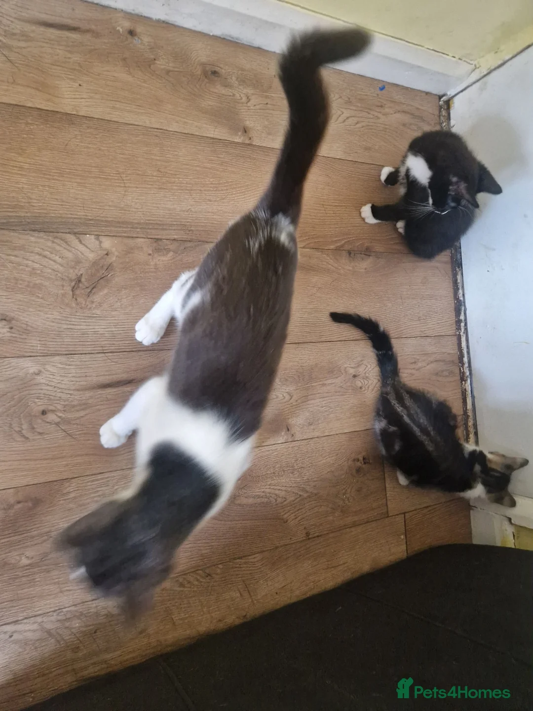 Mixed Breed cats for sale: 2 male kittens for sale - Advert 5