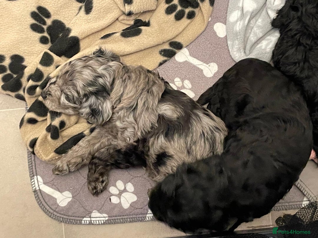 Cavapoochon dogs for sale: 6 cavapooschon puppies ready to go 18th January  - Advert 9