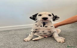Dalmatian dogs for sale: Dalmatian  - Image 5