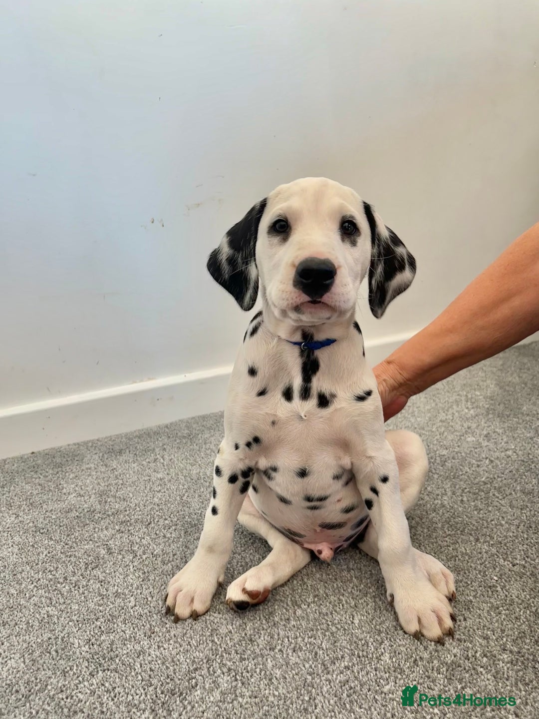 Dalmatian dogs for sale: Dalmatian  - Image 5