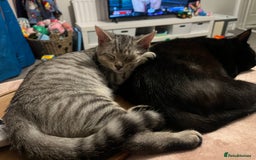 British Shorthair cats for sale: Silver tabby kitten - Image 2