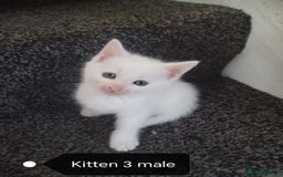 Mixed Breed cats for sale: White / Odd eye / black  Russian mix kittens /  - Image 1