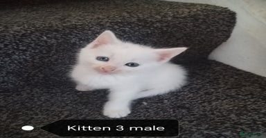 Mixed Breed cats - Advert 3