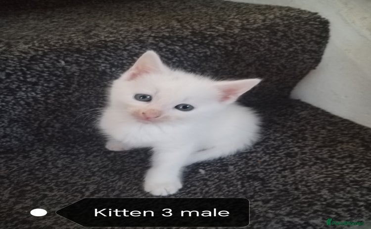 Mixed Breed cats - Advert 9