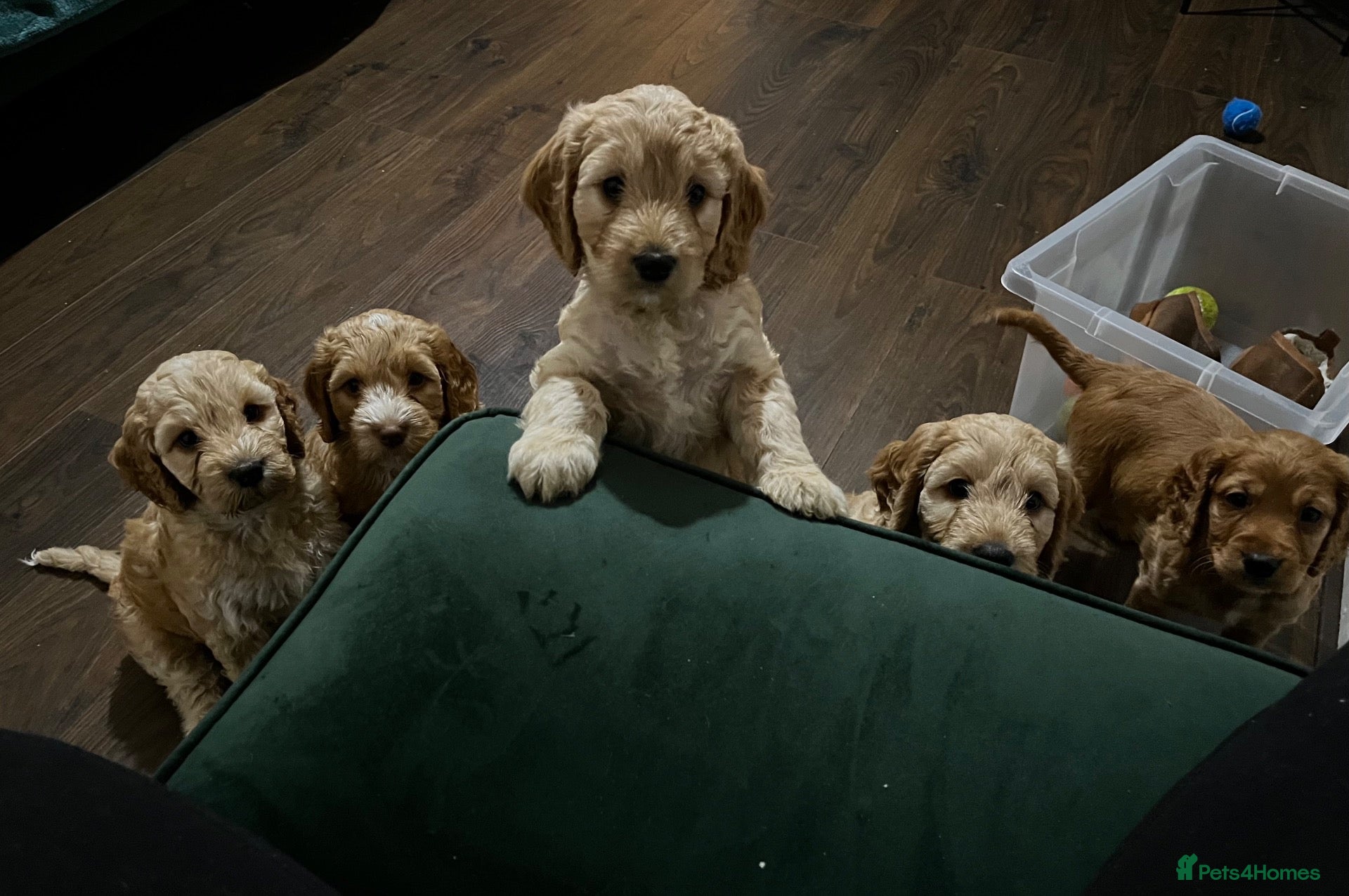 Cockapoo dogs Red and apricot miniature Cockapoo puppies  - Advert 1