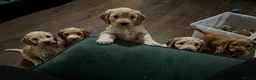 Cockapoo dogs for sale: Red and apricot miniature Cockapoo puppies  in Denbigh - Advert 1