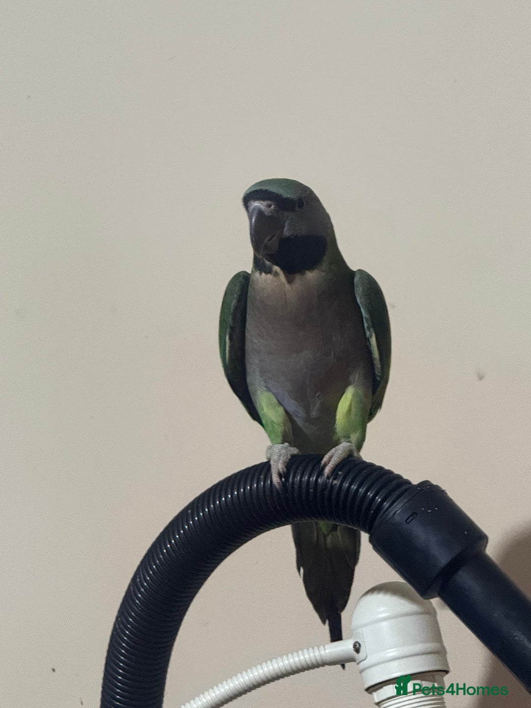 Parrots birds for sale: Handreared Derbyran parrot - Image 10