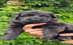 German Shepherd dogs for sale: BOTH PARENTS ARE ALL DNA TESTS CLEAR  - Image 10