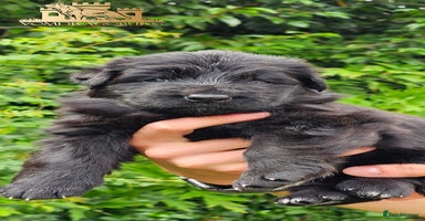 German Shepherd dogs - Advert 5