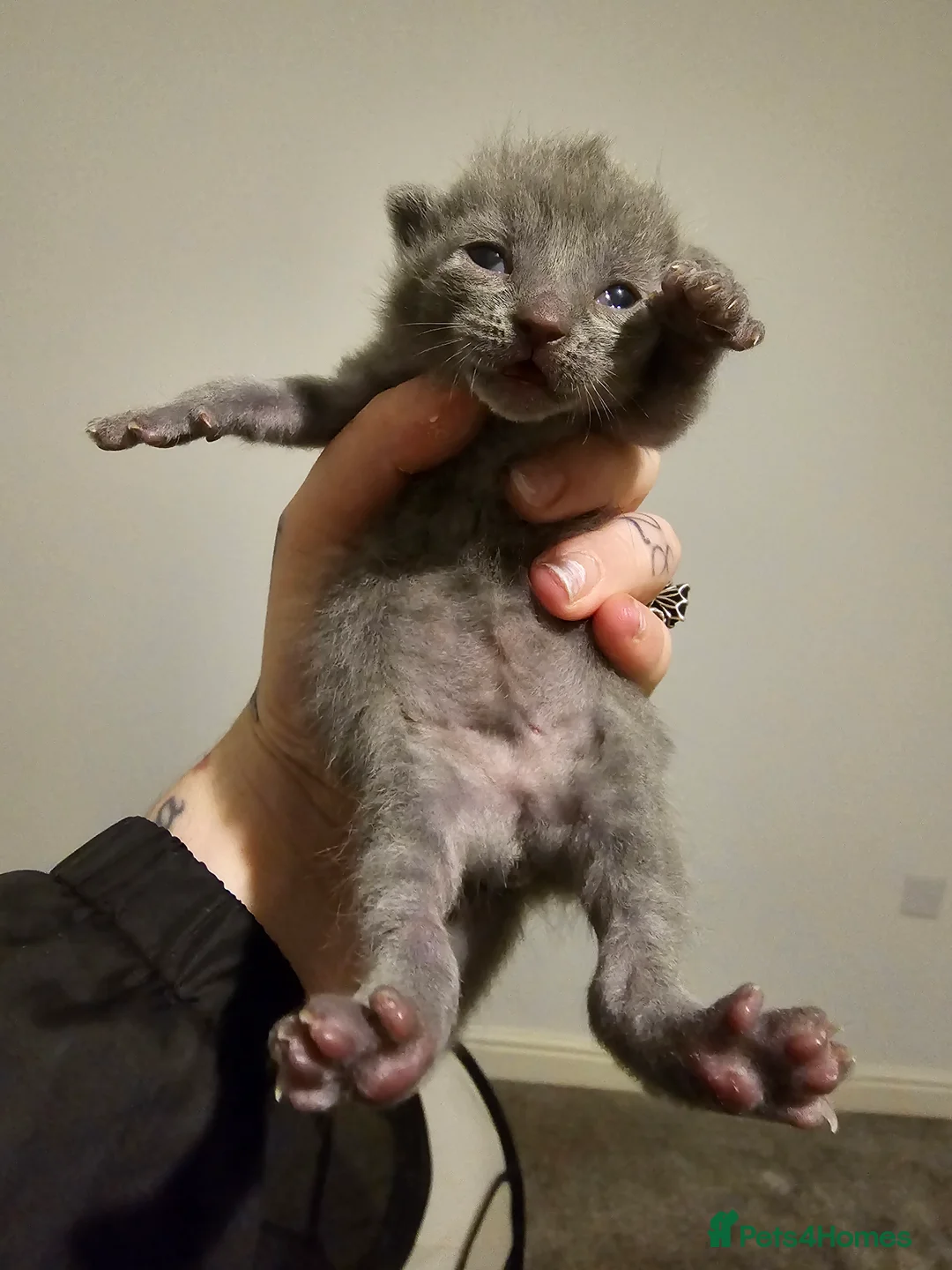 Mixed Breed cats for sale: 3 beautiful tabby kittens  - Advert 4