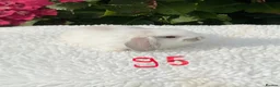 Mini Lop rabbits for sale: Pure bred mini lops baby rabbits . - Advert 23