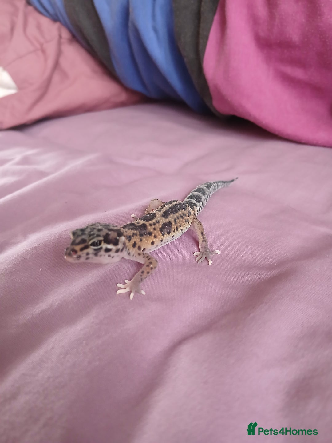Leopard Gecko reptiles for sale: Baby's leopard geckos  in Rochester - Image 9