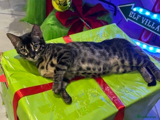 Bengal cats Stunning Charcoal Female Bengal Kitten - TICA - Advert 10