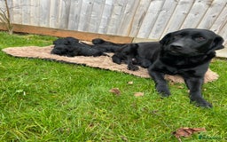 Labrador Retriever dogs for sale: Stunning Black Labrador Puppies - Image 7