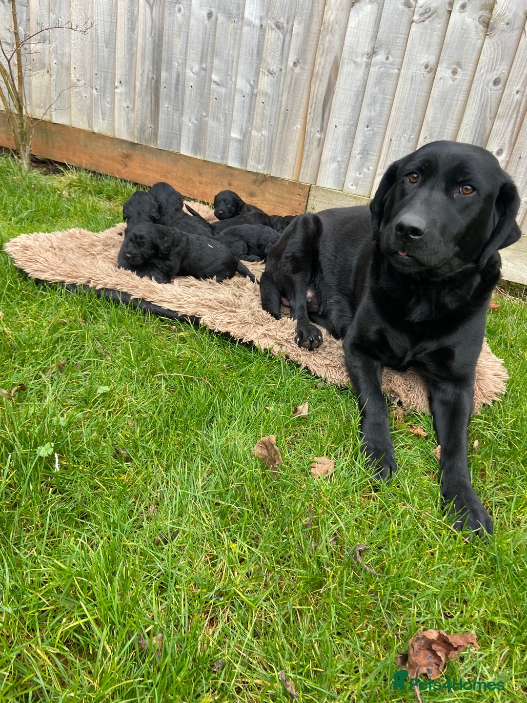 Labrador Retriever dogs for sale: Stunning Black Labrador Puppies - Image 7