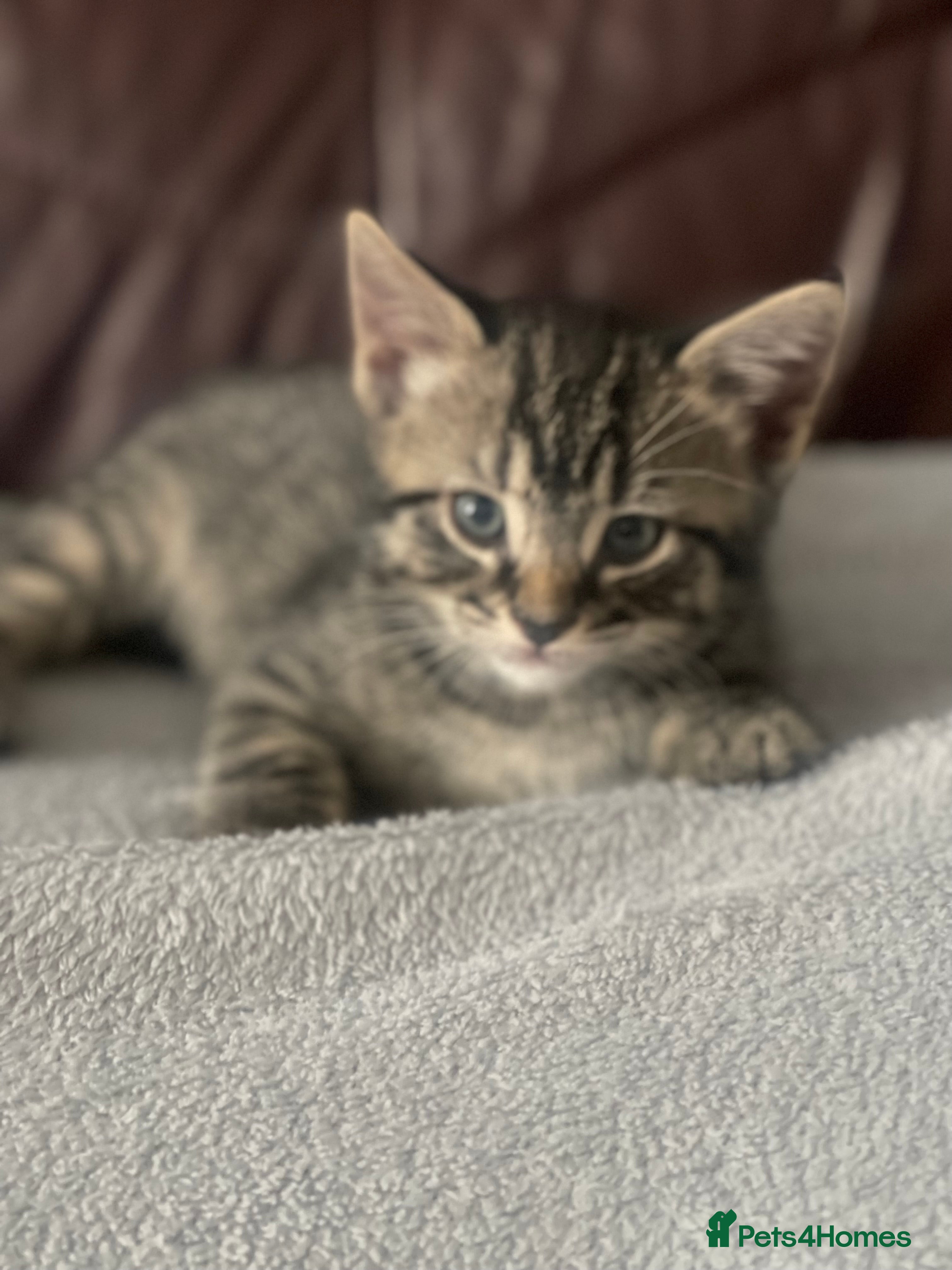 Russian Blue cats KITTENS AVALABLE NOW - Advert 3