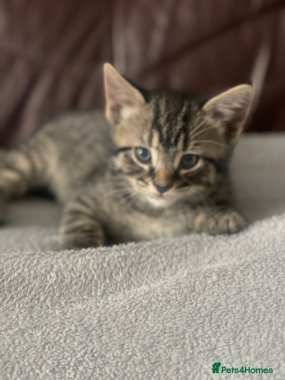 Russian Blue cats for sale: KITTENS AVALABLE NOW - Advert 3