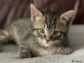 Russian Blue cats KITTENS AVALABLE NOW - Advert 3