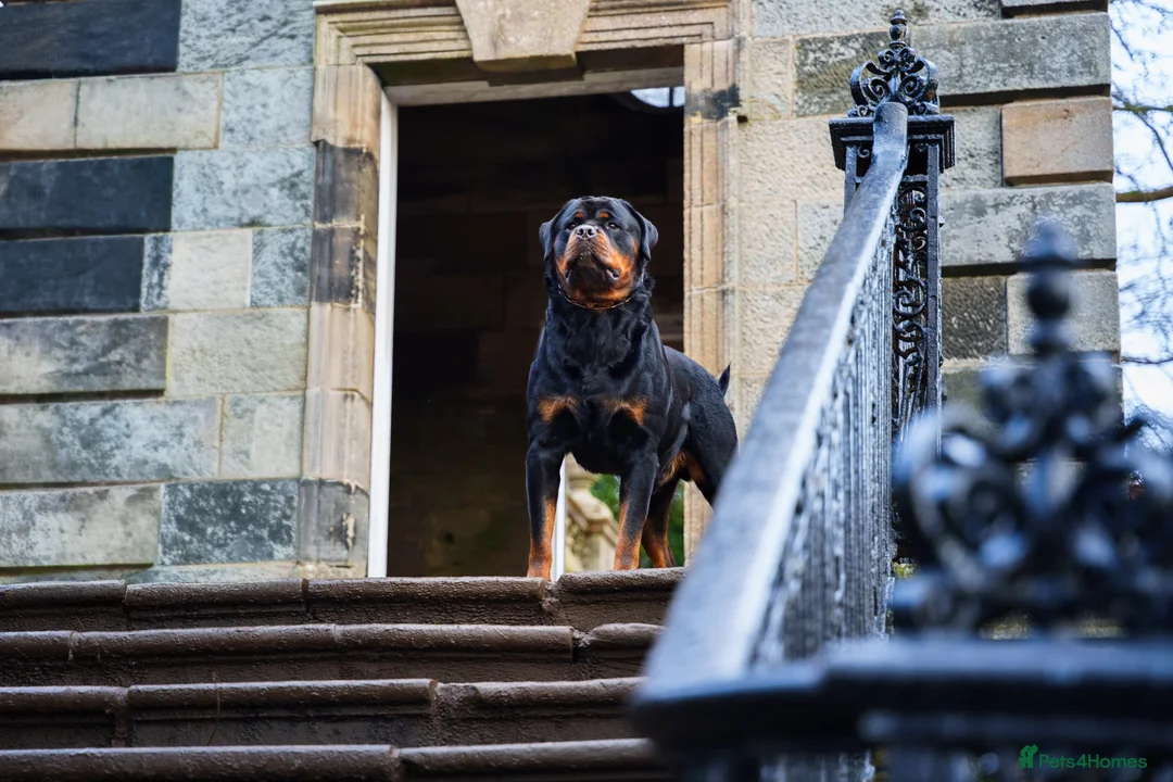 Rottweiler dogs for stud: Proven Health Tested Rottweiler stud  in Clydebank - Advert 1