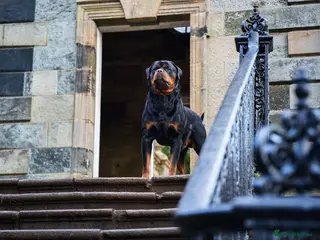 Rottweiler dogs Proven Health Tested Rottweiler stud in Clydebank - Advert 8