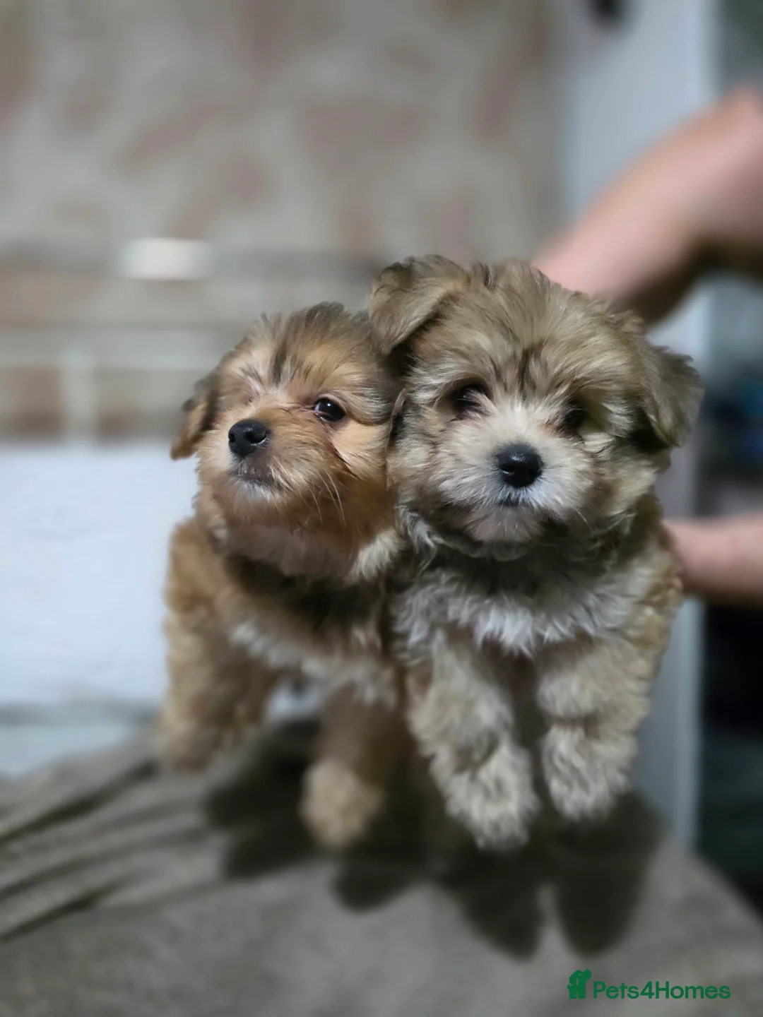 Mixed Breed dogs for sale: Taco and Sushi, super fluffy boys. - Advert 3