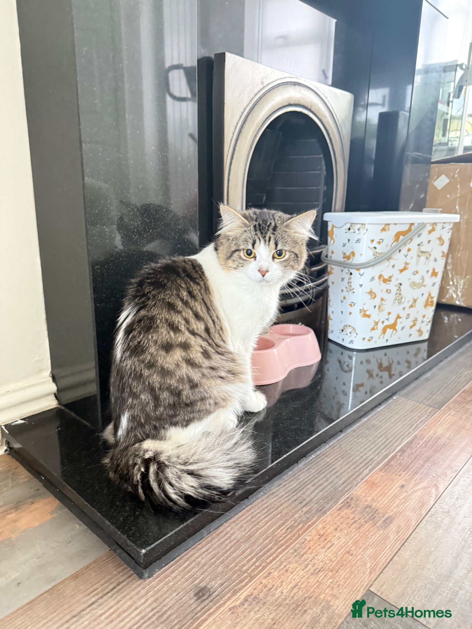British Longhair cats Rehoming for Longhair Male Cat  - Advert 1