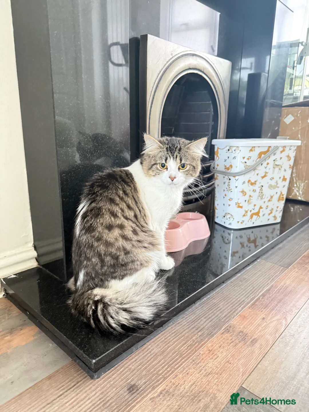 British Longhair cats for sale: Rehoming for Longhair Male Cat  - Advert 1