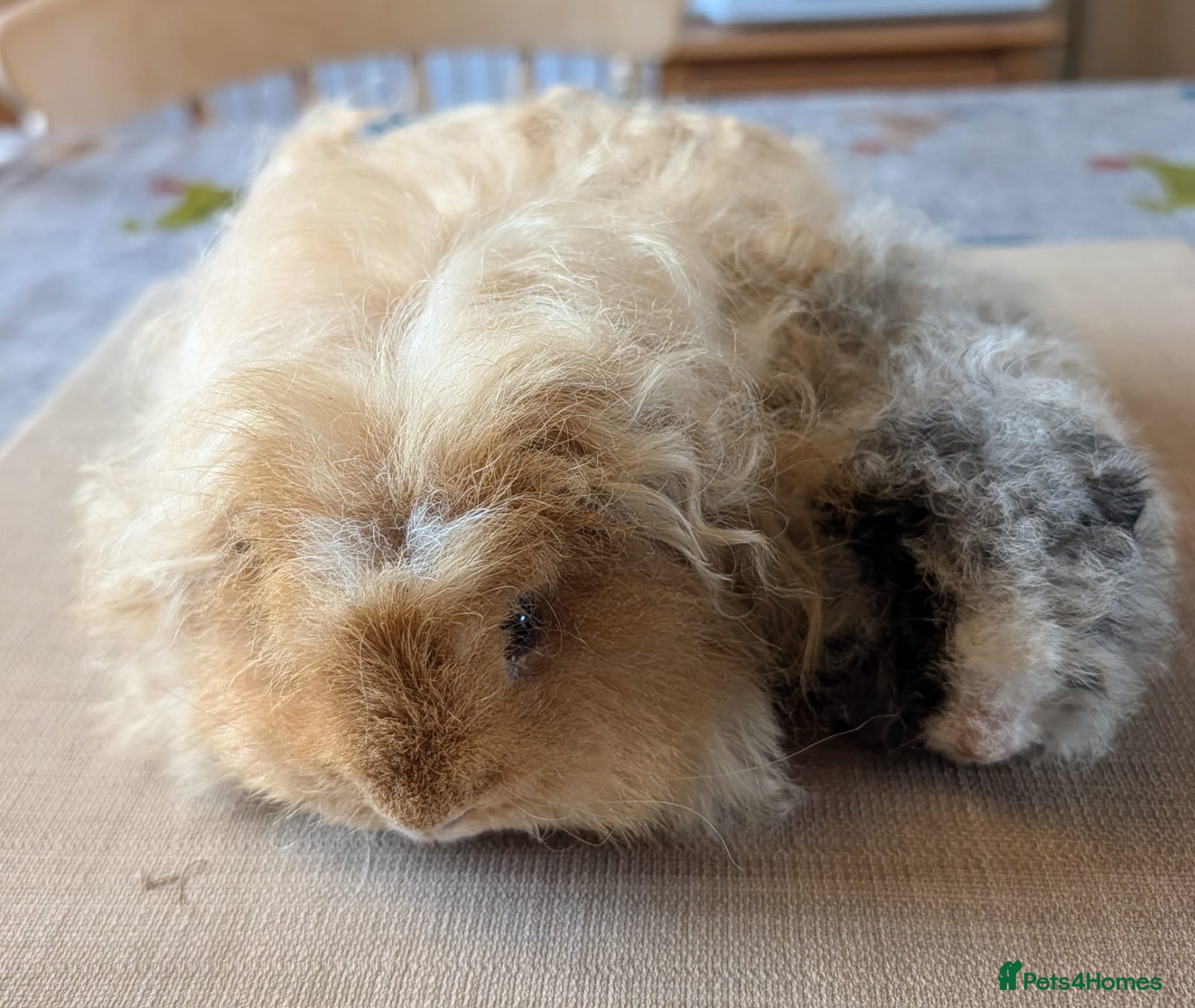 Guinea Pig rodents STUNNING TEXEL/MERINO BOAR PAIRS 👀🏡🩵 - Advert 4