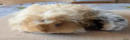 Guinea Pig rodents for sale: STUNNING TEXEL/MERINO BOAR PAIRS 👀🏡🩵 - Advert 1