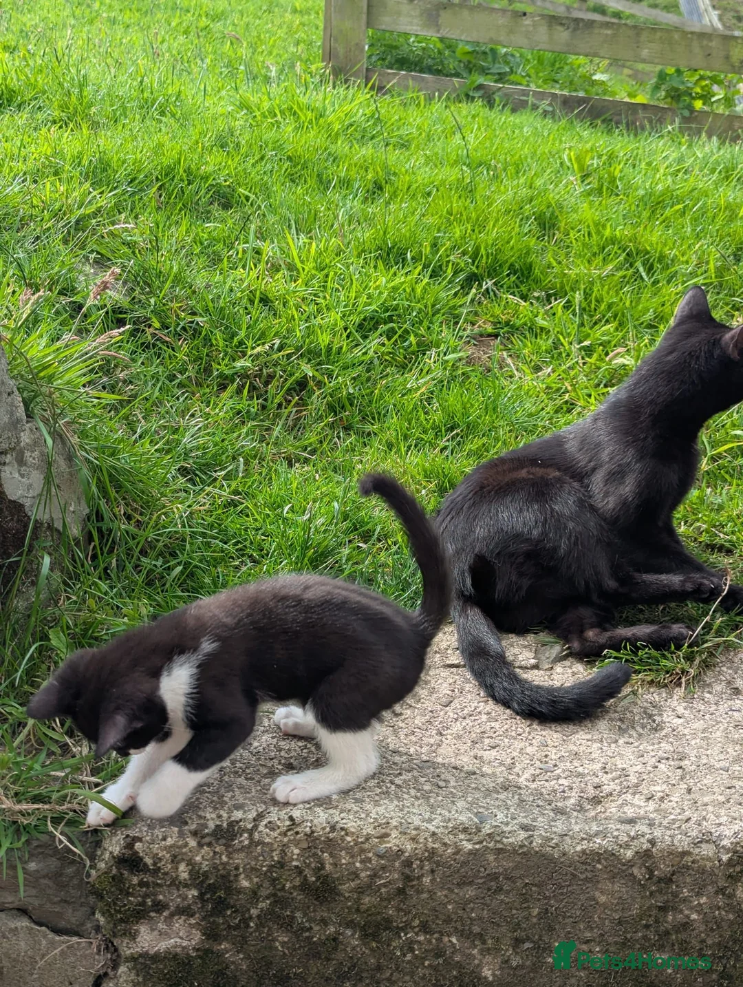 Mixed Breed cats for sale: 3 Kittens for sale - Advert 2