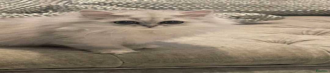 Persian Kitten 1