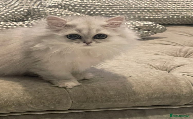 Persian cats - Advert 6
