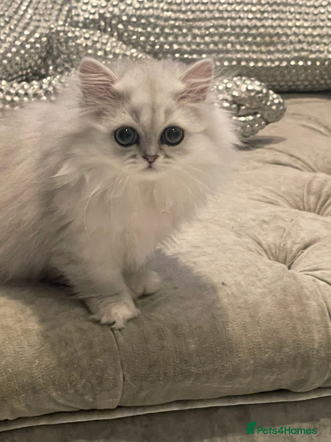 Persian cats for sale: Silver Persian chinchilla kitten - Image 1