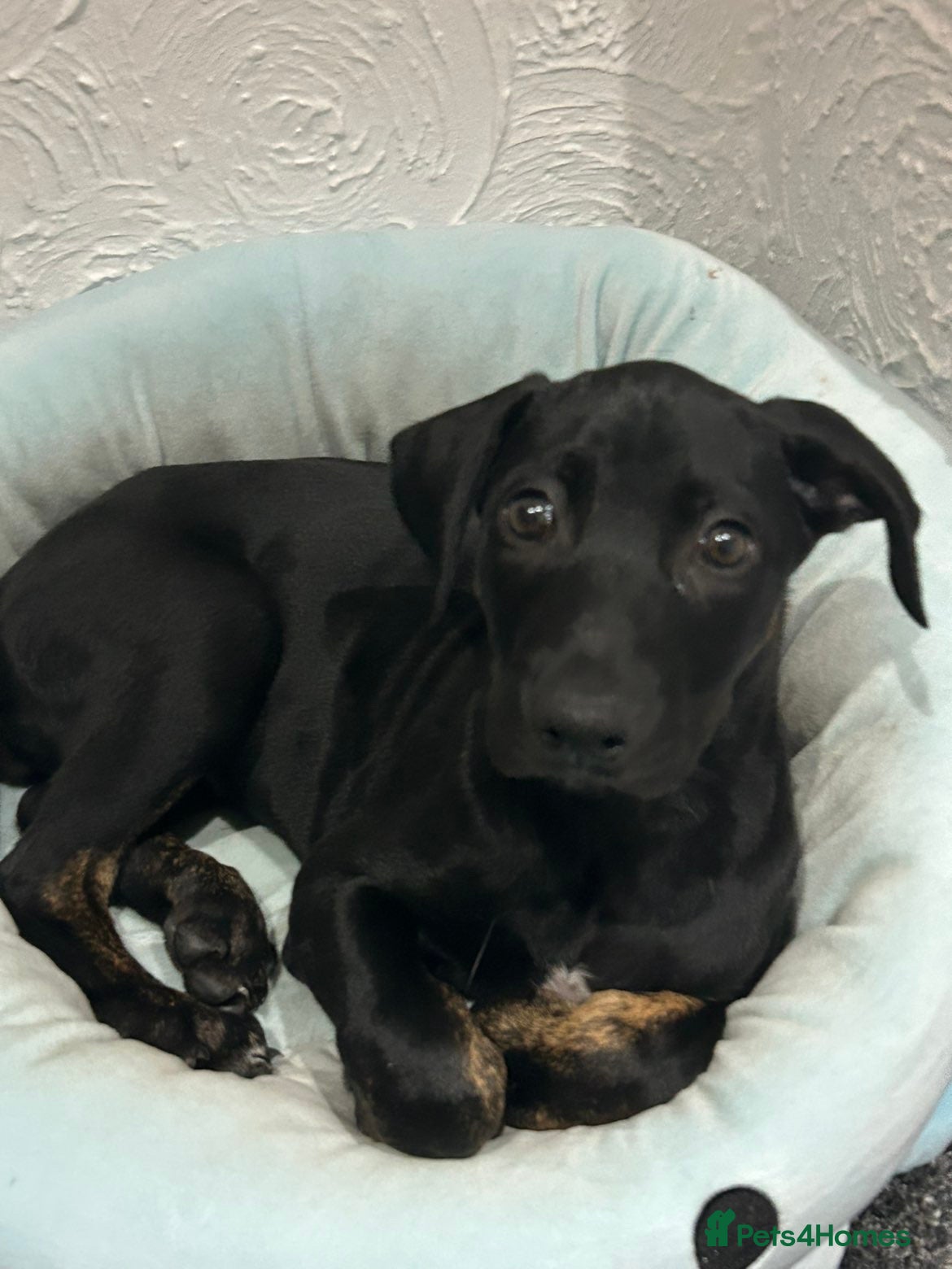 Mixed Breed dogs Pepper - Advert 10