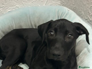 Mixed Breed dogs Pepper - Advert 1