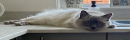 Ragdoll cats for sale: Ragdoll X, litter of 5🐾 - Advert 16