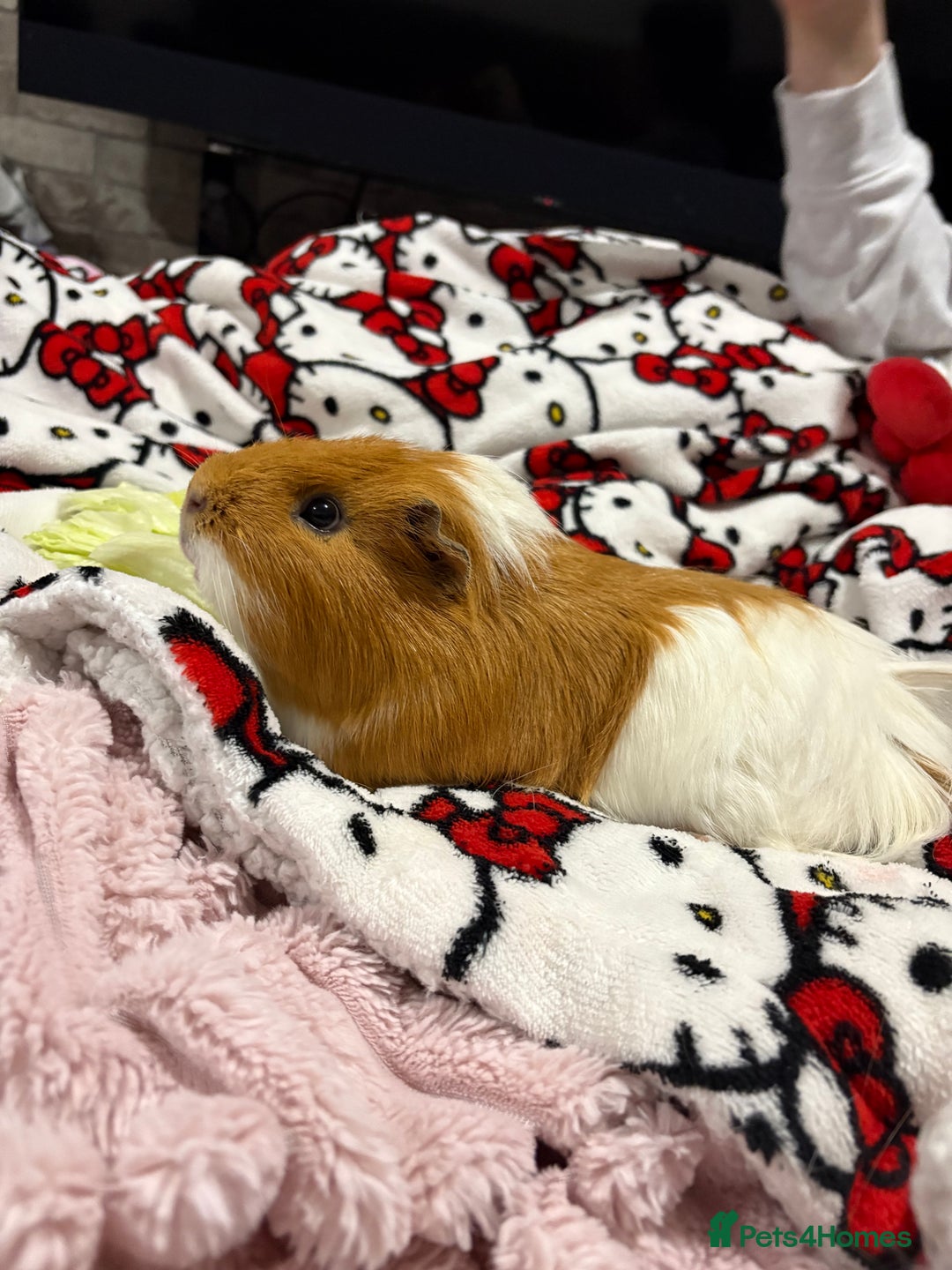 Guinea Pig rodents for sale: Guinea pig and enclosure  - Image 3