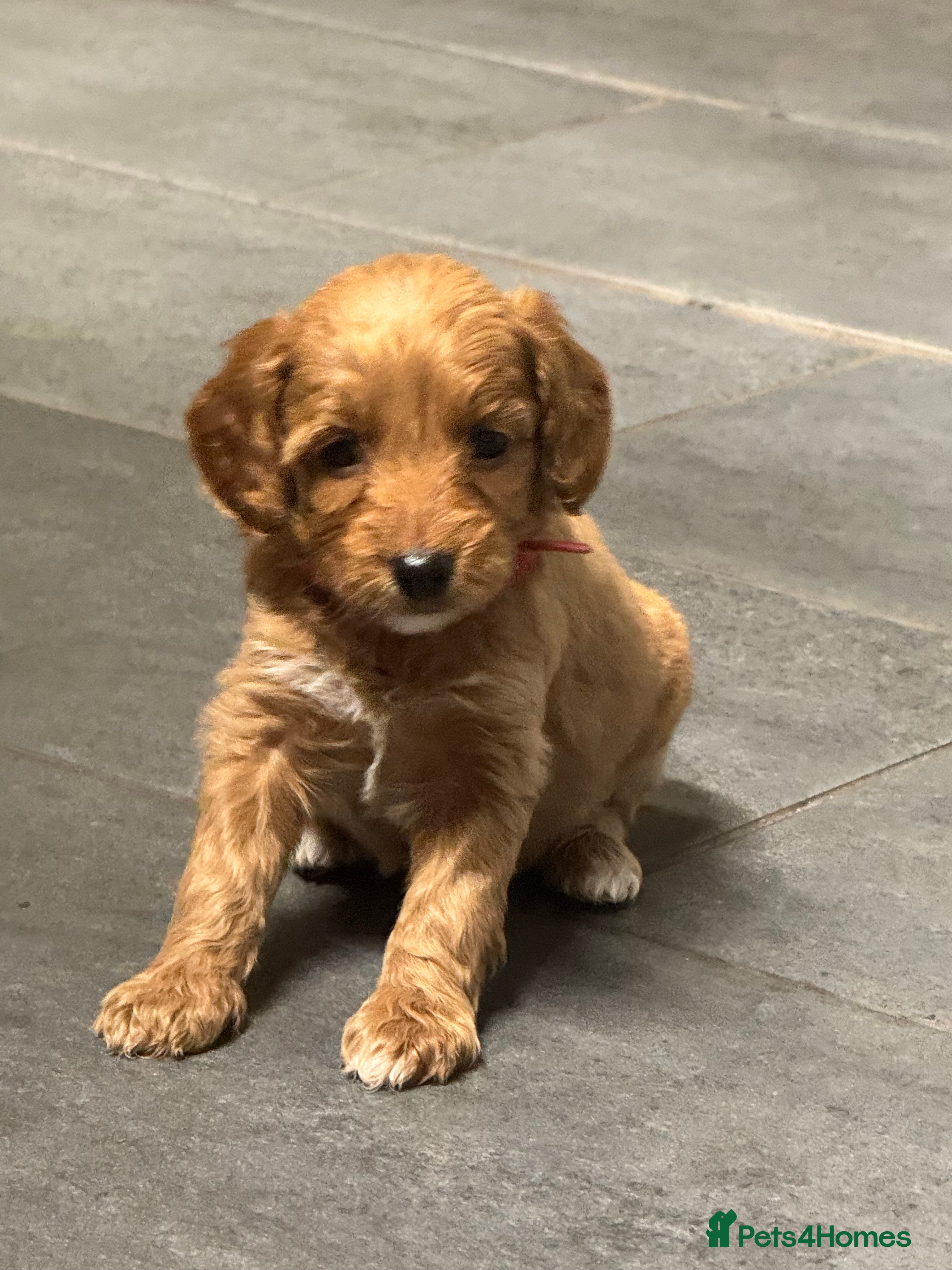 Cockapoo dogs 8x beautiful f2 cockapoos (5 left) - Advert 2