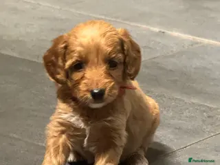 Cockapoo dogs 8x beautiful f2 cockapoos (5 left) - Advert 2