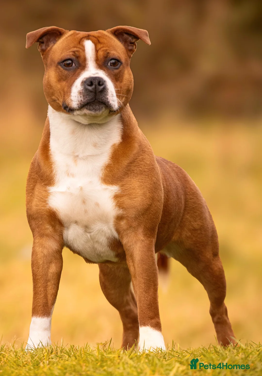 Staffordshire Bull Terrier dogs for sale: Red and white female SBT - Advert 1