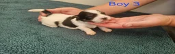 Havanese dogs for sale: Stunning Havanese Puppies - Advert 16