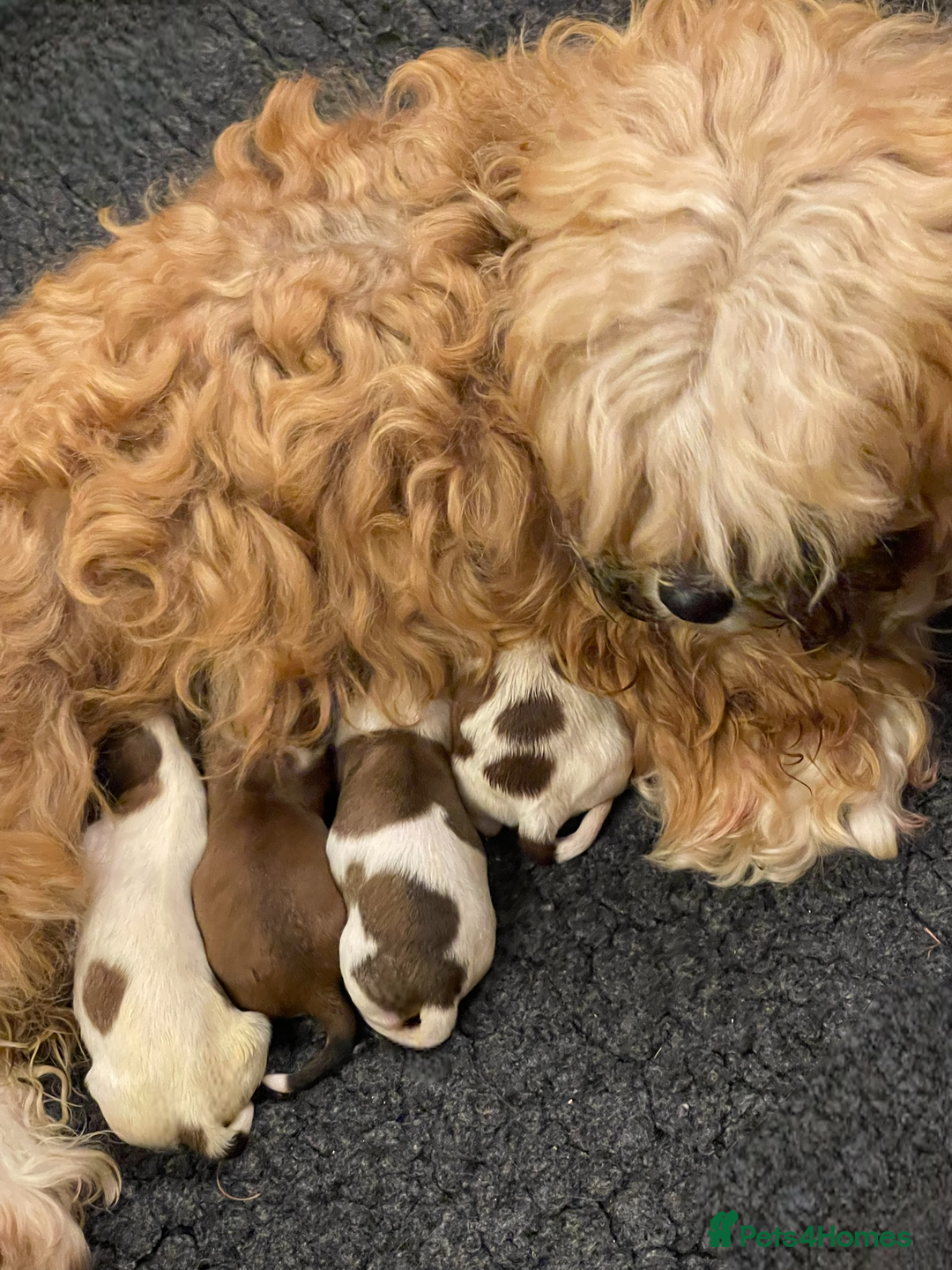 Havanese dogs for sale: Purebred KC Havanese puppies COI 0,2% - Image 2