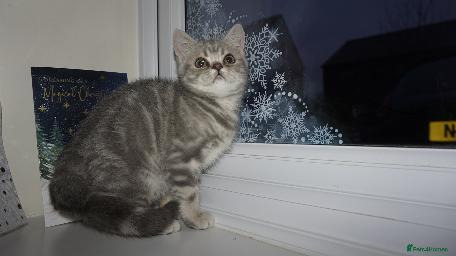 British Shorthair cats British Blue tabbies boys and girls - Advert 17