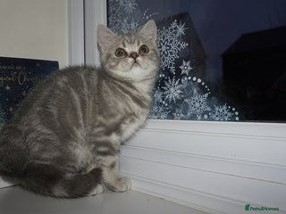 British Shorthair cats British Blue tabbies boys and girls - Advert 8