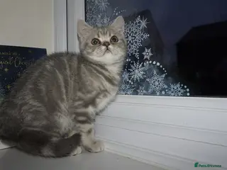 British Shorthair cats British Blue tabbies boys and girls - Advert 14