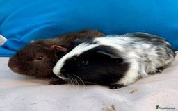 Guinea Pig rodents for sale: Baby guinea pigs and skinny pigs for sale.  - Image 5