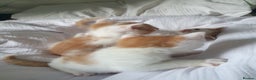 Mixed Breed cats for sale: Playful Ginger & White Kittens  - Advert 6